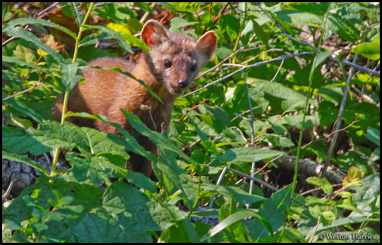 - Cinnamon Colored Pine Marten, Glacier NP -