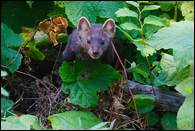 - Brown and White Pine Marten Lunging Forward, Glacier NP -