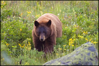 - Cinnamon Colored Black Bear, Glacier NP -