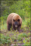- Cinnamon Colored Black Bear, Glacier NP -