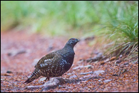 - Male Grouse Displaying for a Female, Glacier NP -