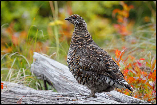 - Grouse Standing on a Log, Glacier NP -