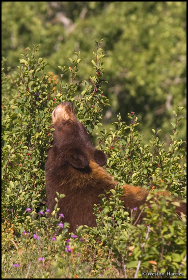 - Black Bear Reaching Up to Eat Berries, Glacier NP -