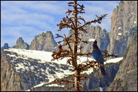 - Steller's Jay Perched in Front of a Rock Wall, Glacier NP -