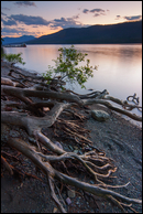 - Exposed Tree Roots on the Shore
of Lake McDonald, Sunset, Glacier NP -