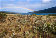 - Rainbow Over Sage Brush & Lake Sherburne, Glacier NP -
