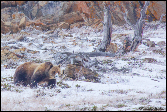 - Grizzly Bear Sow with a Snowy Snout, Glacier NP -