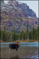 - Cow Moose in Grinnell Lake, Glacier NP -