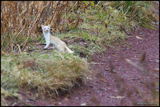- Ermine / Short Tailed Weasel, Glacier NP -