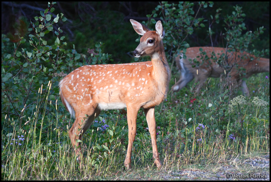 - Whitetail Deer Fawn, Glacier NP -