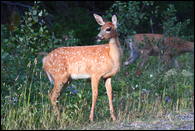 - Whitetail Deer Fawn, Glacier NP -