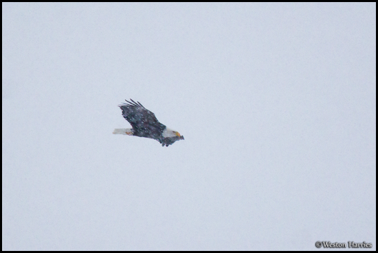 - Bald Eagle Flying Through Falling Snow, Glacier NP -