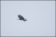 - Bald Eagle Flying Through Falling Snow, Glacier NP -
