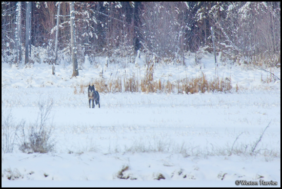 - Wild Wolf in a Snowy Meadow, Glacier NP -