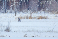 - Wild Wolf in a Snowy Meadow, Glacier NP -
