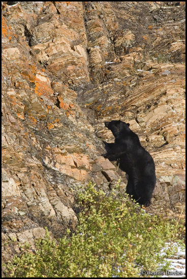 - Black Bear Climbing a Rocky Cliff, Glacier NP -