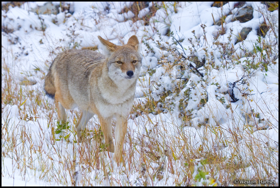 - Coyote Traveling Through the Snow, Glacier NP -