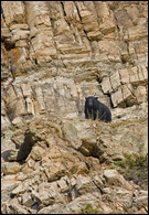 - Black Bear on a Rock Ledge, Glacier NP -