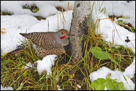 - Flicker Woodpecker on the Snowy Ground, Glacier NP -