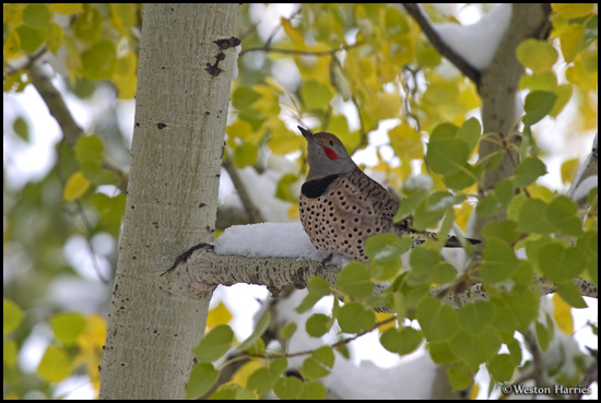 - Flicker Woodpecker in an Aspen Tree, Glacier NP -