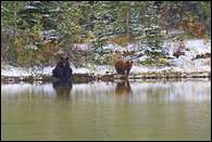 - Black Bear Sow and Cub Sitting on the Snowy Lakeshore, Reflected in Fishercap Lake, Glacier NP -