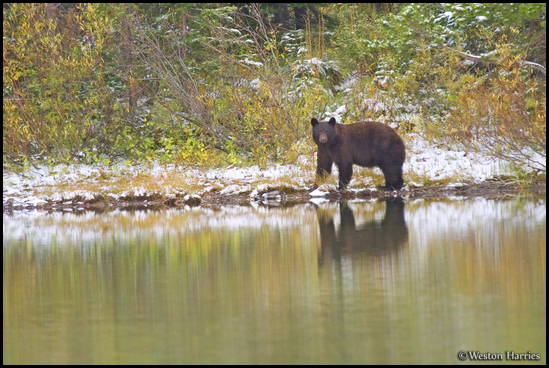 - Black Bear Sow on a Snowy Lakeshore, Reflected in Fishercap Lake, Glacier NP -