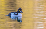 - Male Barrow's Goldeneye Duck
in Colorful Water, Glacier NP -