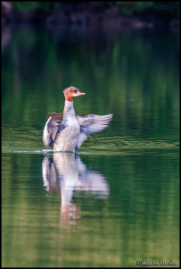 - Female Common Merganser Duck Flapping Her Wings, Glacier NP -