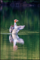 - Female Common Merganser Duck Flapping Her Wings, Glacier NP -