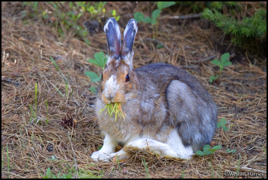 - Snowshoe Hare Eating Pine Needles, Glacier NP -