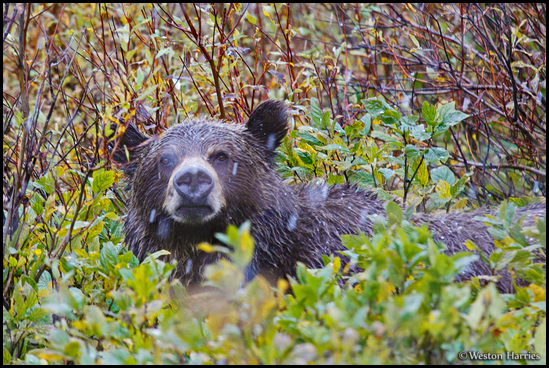 - Wet Grizzly Bear Sow in Heavy Wet Snowfall, Glacier NP -