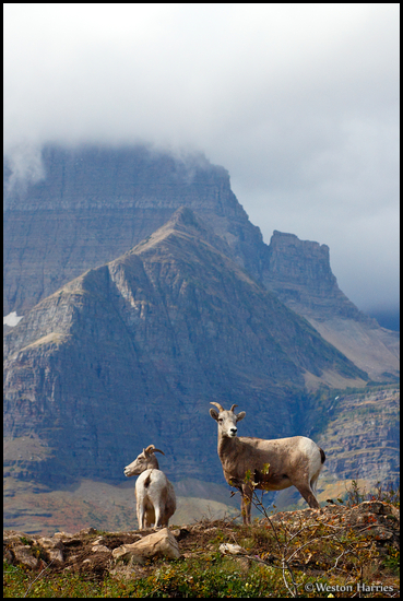- Bighorn Sheep Ewes Below Mt. Wilbur, Glacier NP -