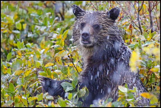 - Wet Grizzly Bear Cub in Heavy Wet Snowfall, Glacier NP -