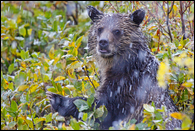 - Wet Grizzly Bear Cub in Heavy Wet Snowfall, Glacier NP -