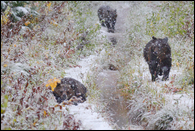 - Three Grizzly Bear Cubs Having Fun in Heavy Snowfall, Glacier NP -