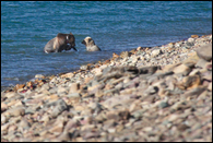 - Blonde Grizzly Bear Cub and Sow Playing in Lake Sherburne, Glacier NP -