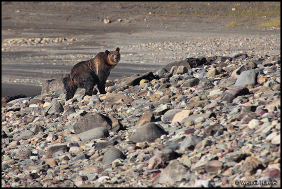 - Collared Grizzly Bear Sow Traveling
Along a Rocky Shoreline, Glacier NP -