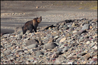 - Collared Grizzly Bear Sow Traveling
Along a Rocky Shoreline, Glacier NP -