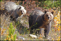 - Collared Grizzly Bear Sow and Her Blonde Cub, Glacier NP -