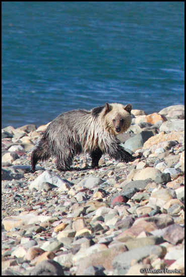 - Wet Blonde Grizzly Bear Cub Traveling
Along a Rocky Shoreline, Glacier NP -