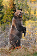- Collared Grizzly Bear Sow Standing Up, with Fall Colors Behind, Glacier NP -