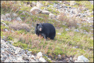 - Chubby Black Bear, Glacier NP -