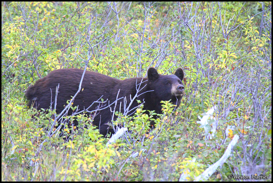 - Black Bear in a Berry Patch, Glacier NP -