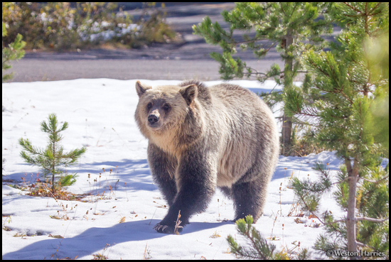 - Blonde Grizzly Bear in the Sunny Snow, Glacier NP -