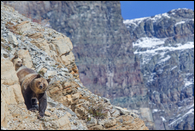 - Grizzly Bear Sow and Blonde Cub on a Cliff
with Apikuni Mtn. Behind, Glacier NP -
