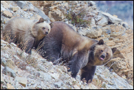 - Grizzly Bear Sow with Tongue Sticking Out,
and her Blonde Cub, Glacier NP -