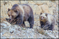 - Grizzly Bear Sow and Blonde Cub, Glacier NP -