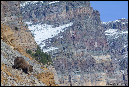 - Grizzly Bear with Apikuni Mtn. Behind, Glacier NP -