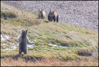 - Grizzly Bear Standing Up
Looking at a Sow with Her New Cub, Glacier NP -