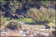 - Grizzly Bear Looking at a Grizzly Sow with Her New Cub, Glacier NP -